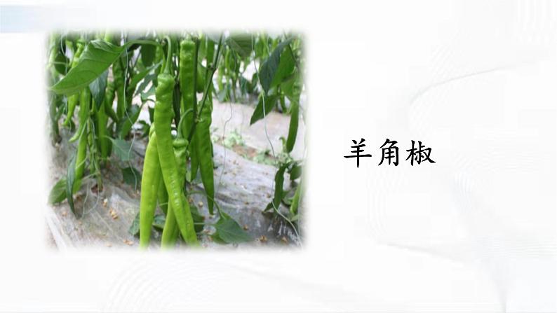 冀人版科学四年级下册 第7课-植物的一生 教学课件+视频素材08