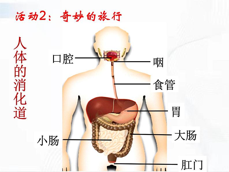 冀人版科学四年级下册 第13课-消化与吸收 教学课件+视频素材05