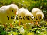 冀人版科學(xué)四年級下冊 第8課-卵生與胎生 教學(xué)課件+視頻素材
