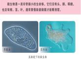 2、微小的生命体课件PPT