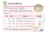 3、發(fā)霉與防霉課件PPT