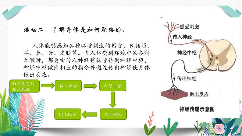 教科版小学科学 课件五上4-5身体的联络员06