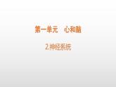 小学科学青岛版六三制五年级下册第一单元第2课《神经系统》课件（2022新版）.docx