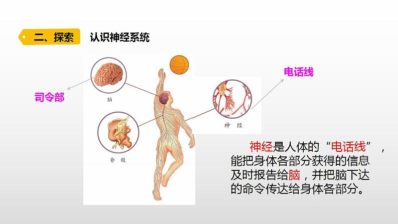 小学科学青岛版六三制五年级下册第一单元第2课《神经系统》课件（2022新版）.docx03