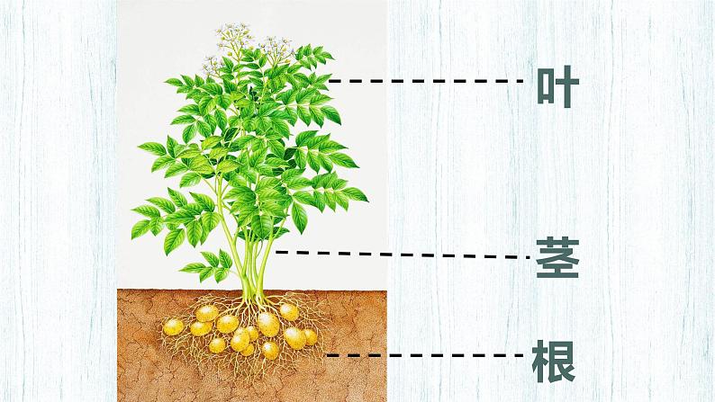 教科版1上第1单元第2课 观察一棵植物第5页