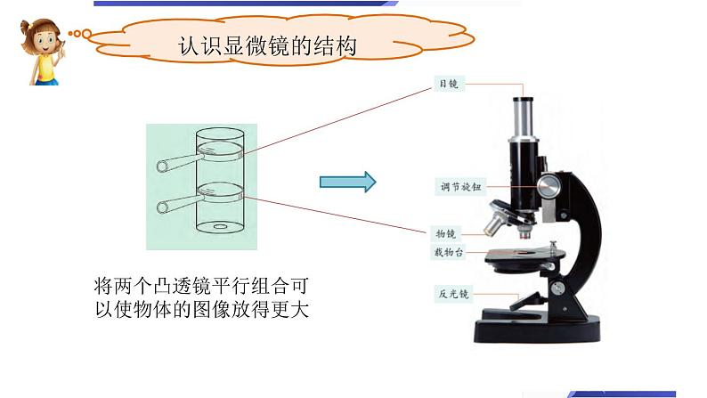 教科版六上《微小世界》单元整理课教学课件第5页