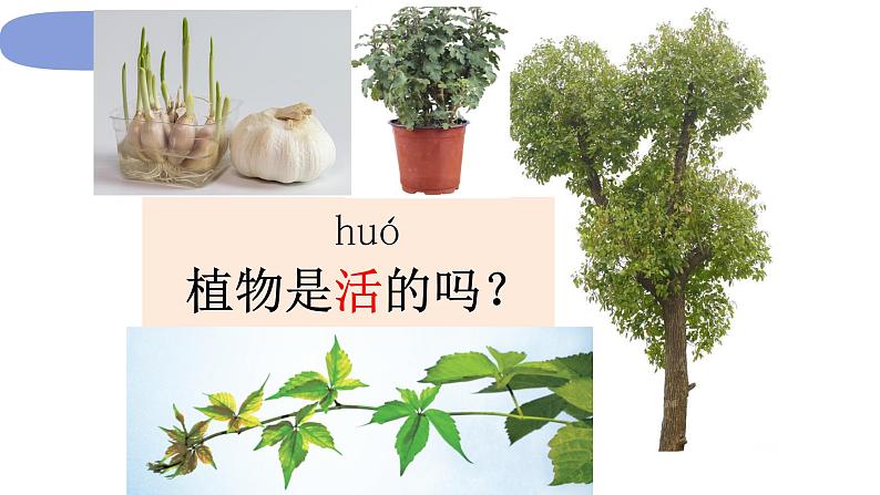 1教科版科学 .1.5《植物是活的吗》 课件PPT第3页