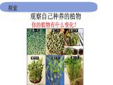 1教科版科学 .1.5《植物是活的吗》 课件PPT