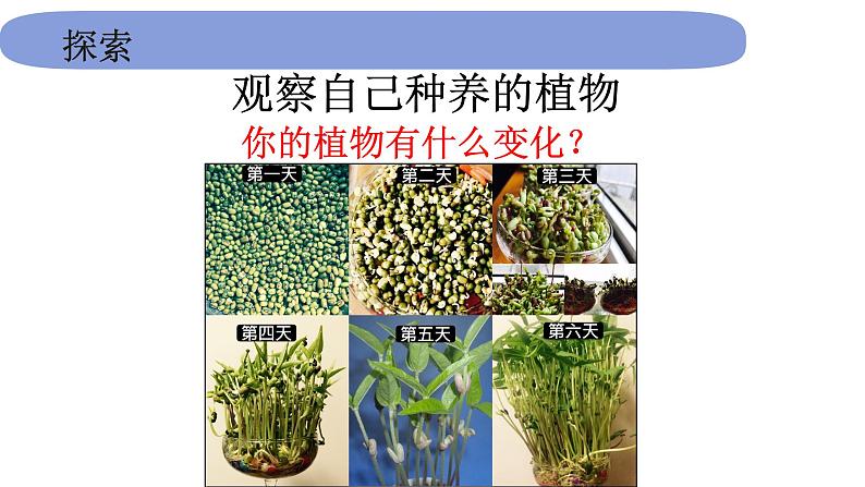 1教科版科学 .1.5《植物是活的吗》 课件PPT第4页