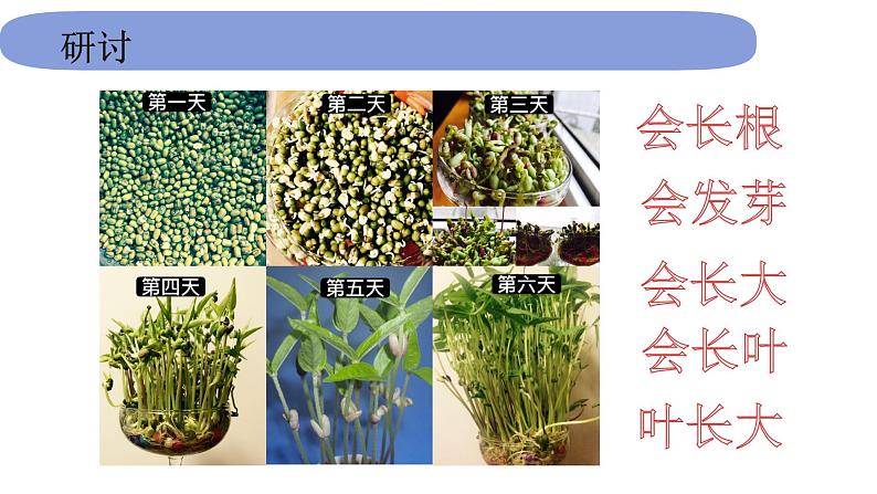 1教科版科学 .1.5《植物是活的吗》 课件PPT第6页