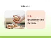 蘇教版科學(xué)五下2.蛋殼與薄殼結(jié)構(gòu)公開課教學(xué)PPT課件+教案