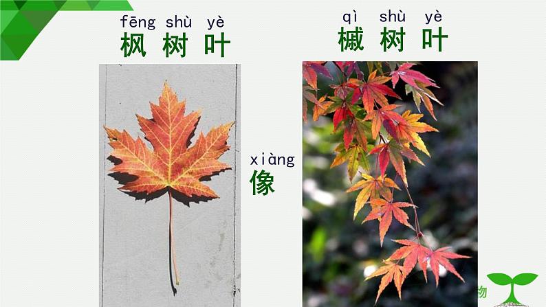 教科版一年级上册第三单元观察叶同步备课完整版PPT课件全套第6页