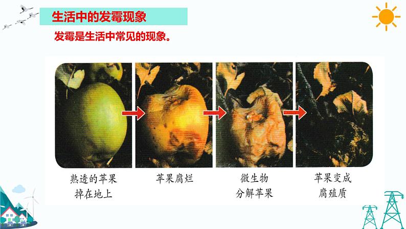 湘科版五年级下册科学2.1 发霉和发酵 课件第6页