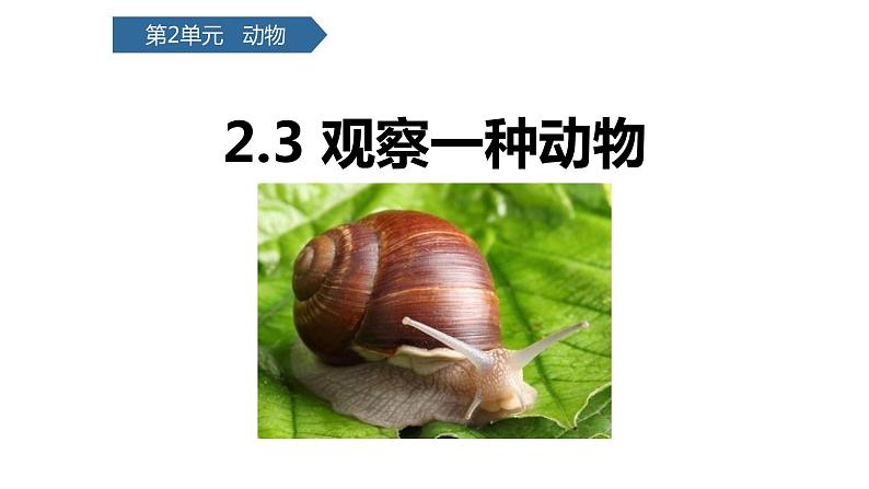 教科版一年级下册科学2.3观察一种动物PPT课件全套完整版第1页