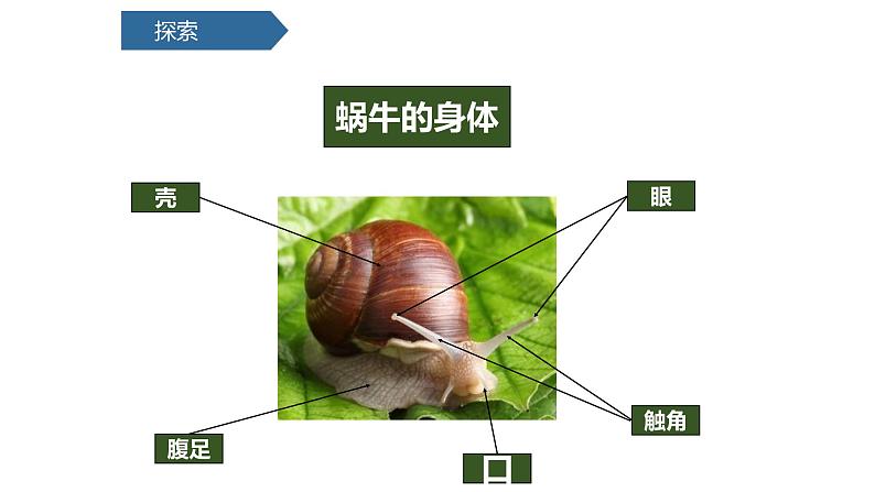 教科版一年级下册科学2.3观察一种动物PPT课件全套完整版第4页