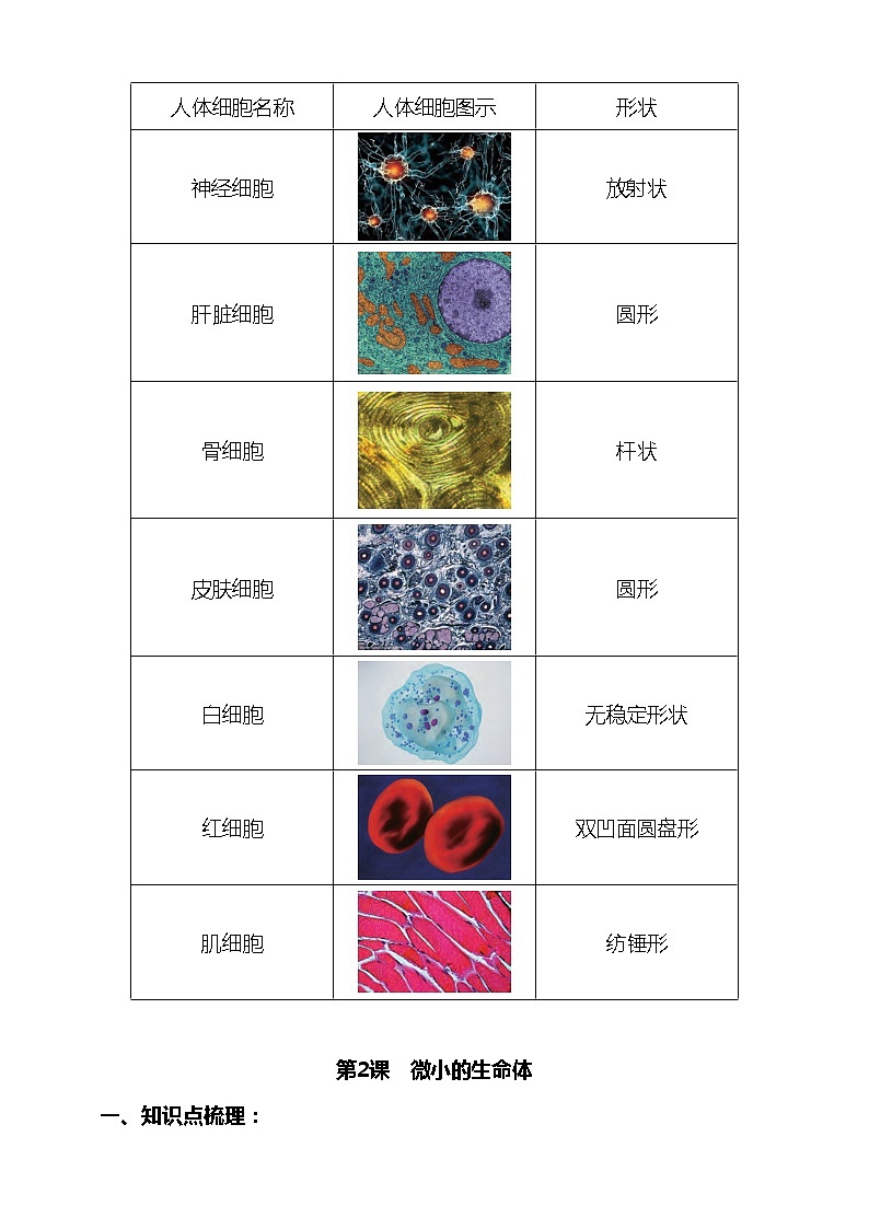 新苏教版科学五下 第一单元《显微镜下的生命世界》知识点总结+教材问题解答+实验探究第2页