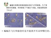 7、海豚与声呐课件PPT