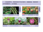 10、晝夜對植物的影響課件PPT