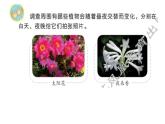 10、晝夜對植物的影響課件PPT