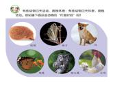 11、昼夜对动物的影响课件PPT