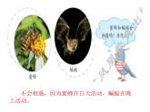 11、昼夜对动物的影响课件PPT