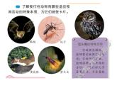11、昼夜对动物的影响课件PPT
