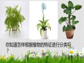 11.种类繁多的植物课件PPT