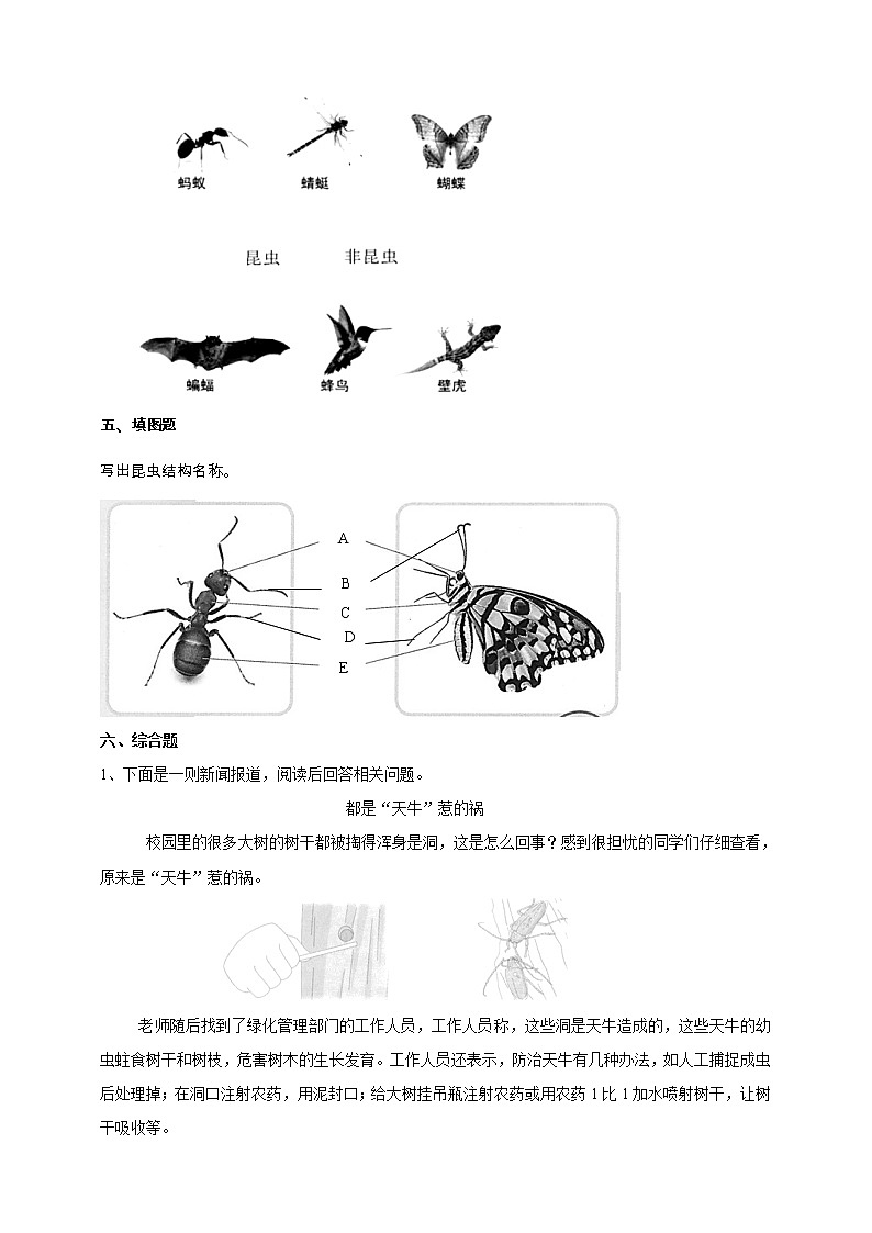 苏教版四年级科学下册3.9《庞大的“家族”》练习（含答案）课时练习第2页