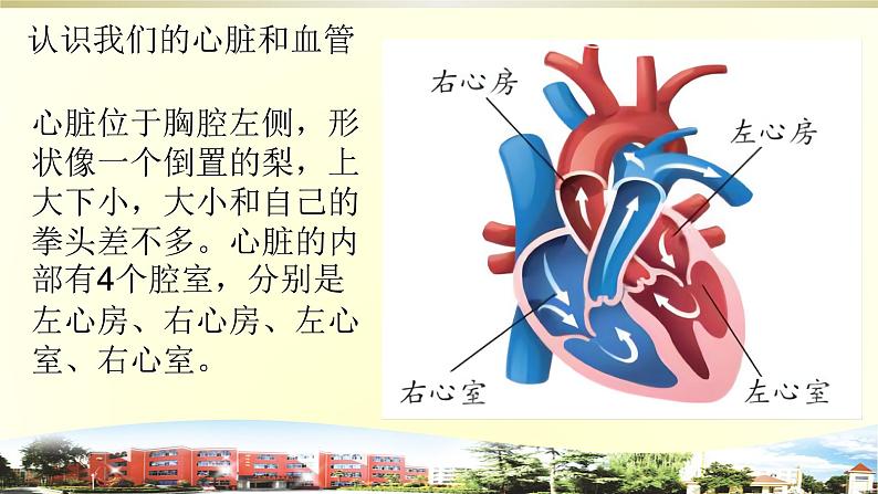 小学科学青岛版五四制五年级下册第6课《心脏和血管》课件3第5页