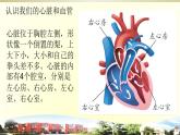 小学科学青岛版五四制五年级下册第6课《心脏和血管》课件3