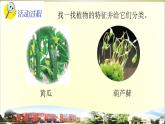 小学科学青岛版五四制五年级下册第21课《给植物分类》课件3.pptx