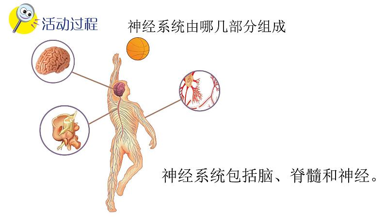 小学科学青岛版五四制五年级下册第5课《神经系统》课件3.pptx03