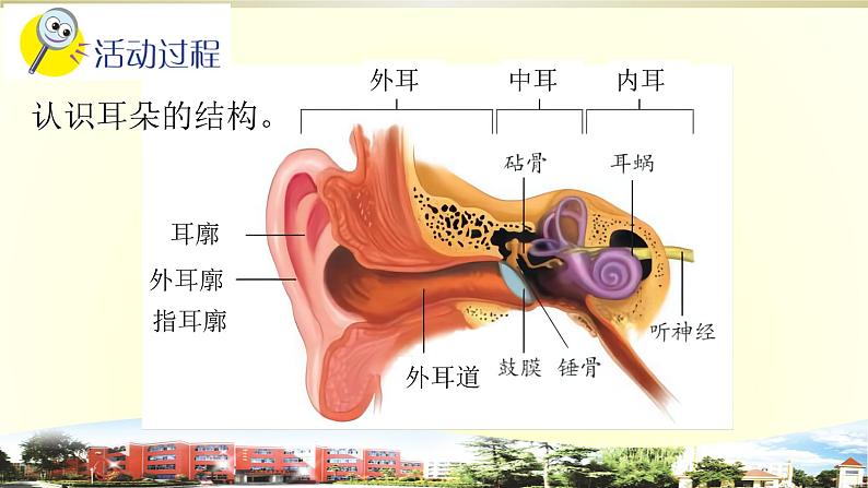 小学科学青岛版五四制五年级下册第3课《听觉》课件303