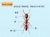 冀人版（2017秋）科学二年级下册 7 寻找蚂蚁的家(1)（课件）