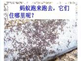 冀人版（2017秋）科学二年级下册 7 寻找蚂蚁的家(1)（课件）