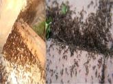 冀人版（2017秋）科学二年级下册 7 寻找蚂蚁的家(4)（课件）
