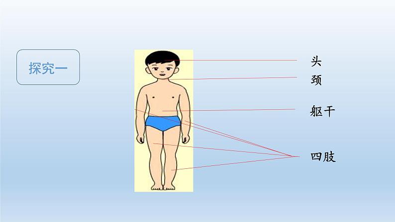 教科版（2017秋）科学二年级下册 观察我们的身体（课件）08