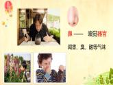 教科版（2017秋）科学二年级下册 通过感官来发现（课件）