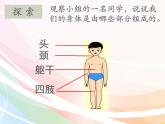教科版（2017秋）科学二年级下册 观察我们的身体(7)（课件）