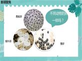 2-2认识其他动物的卵 课件PPT+教案+素材