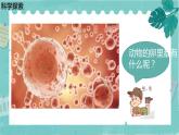 2-2认识其他动物的卵 课件PPT+教案+素材