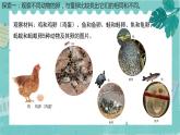 2-2认识其他动物的卵 课件PPT+教案+素材