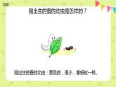 2-3蠶長大了 課件PPT+教案+素材