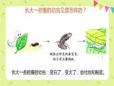 2-3蠶長大了 課件PPT+教案+素材