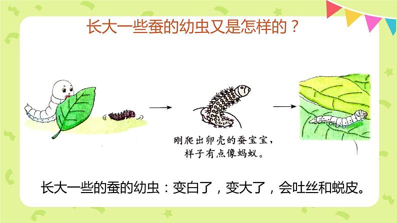 2-3蚕长大了 课件PPT+教案+素材03