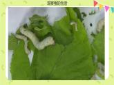 2-3蠶長大了 課件PPT+教案+素材
