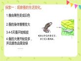 2-3蠶長大了 課件PPT+教案+素材