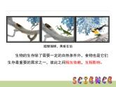 教科版科学五年级下册食物链和食物网PPT课件