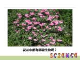 教科版科学五年级下册食物链和食物网PPT课件