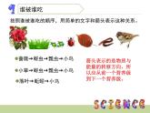教科版科学五年级下册食物链和食物网PPT课件
